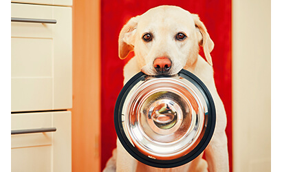 Dog looking into the camera while holding a food bowl