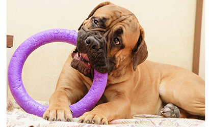 Bullmastiff chewing on a toy