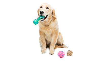 beautiful dog next to its toys