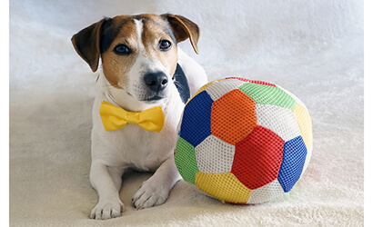 dog looking up with a ball toy next to it