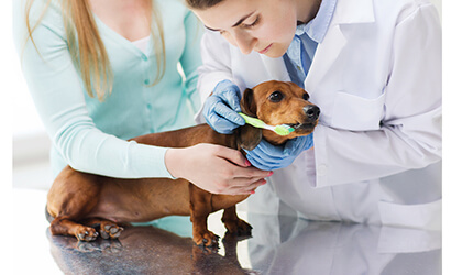 A vet doctor is brushing dogs teeth